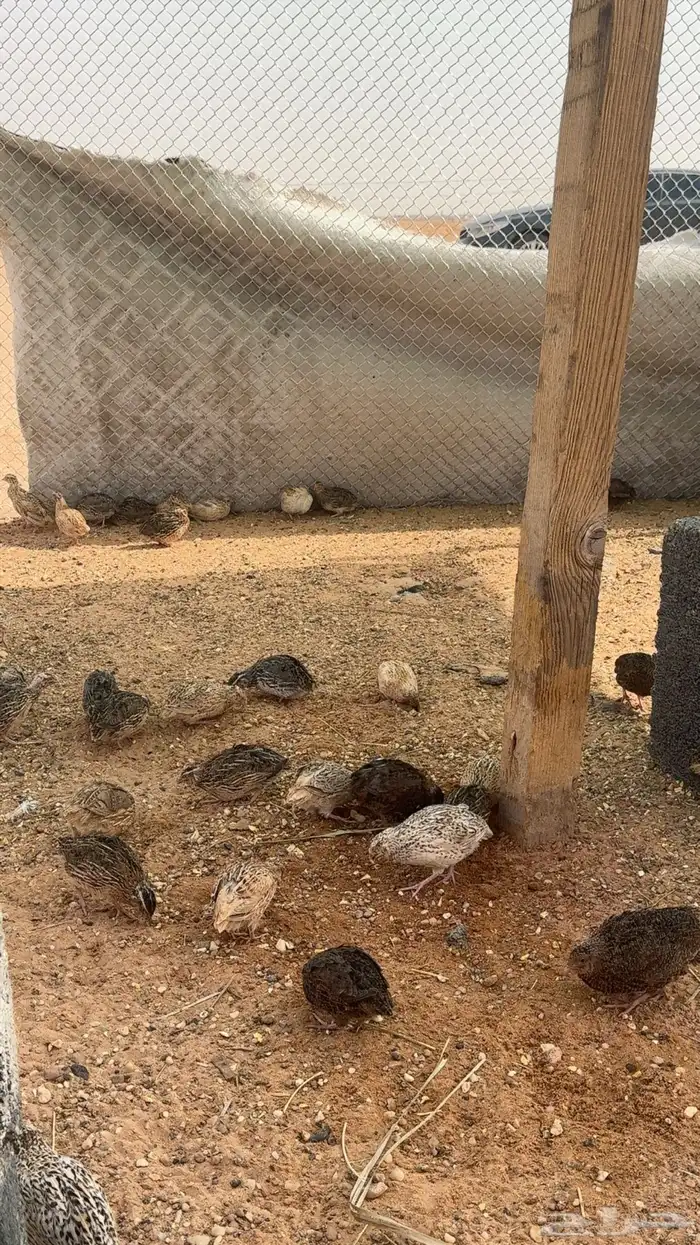 سمان للبيع سليم من الامراض 3