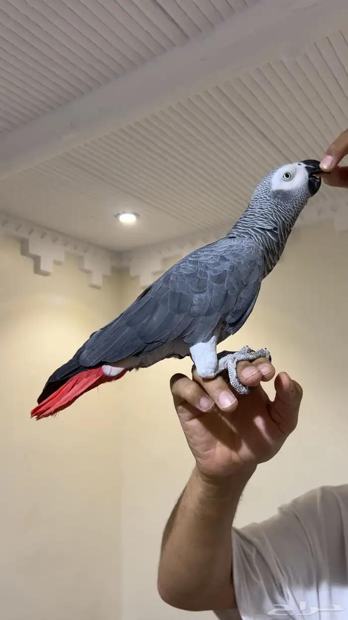 كاسكو هدد متكلم 0
