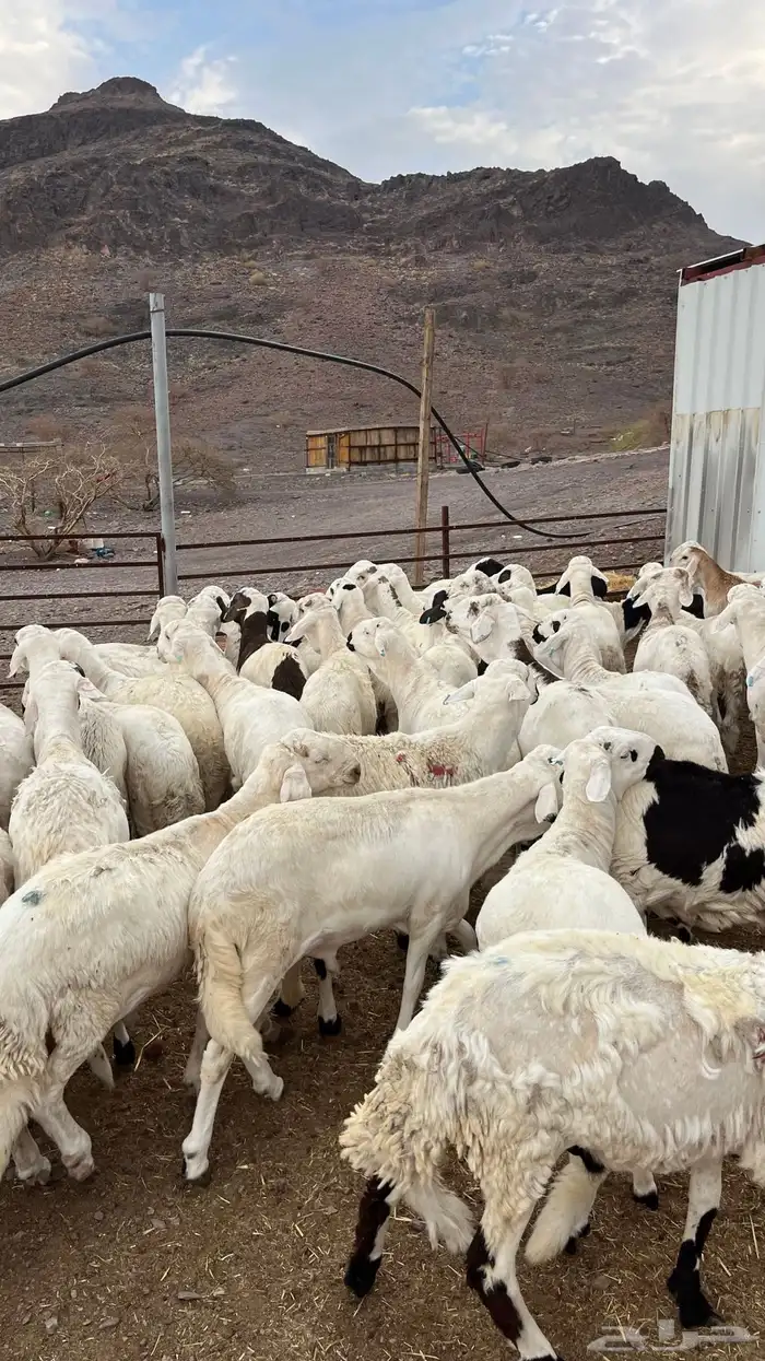 طليان سواكن شبيه الحري دمازين مرابى ذبائح 14