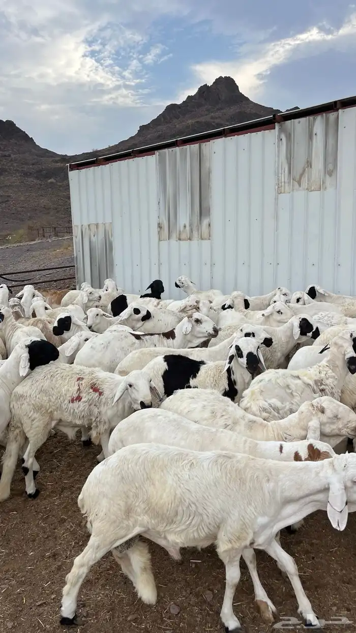 طليان سواكن شبيه الحري دمازين مرابى ذبائح 16