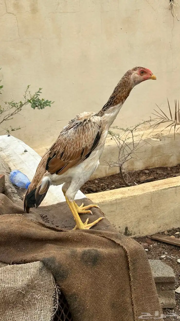 فروخ شاموو ياباني 1