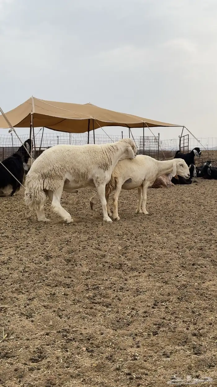 طلي فحل صنف الصنف 3