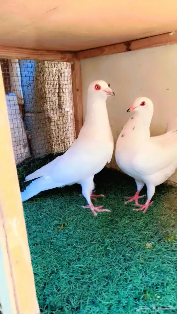 للبيع حمام مصري 3