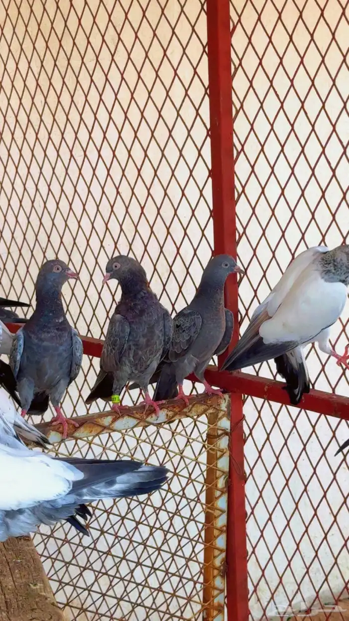 حمام باكستاني اكثر النسول 7