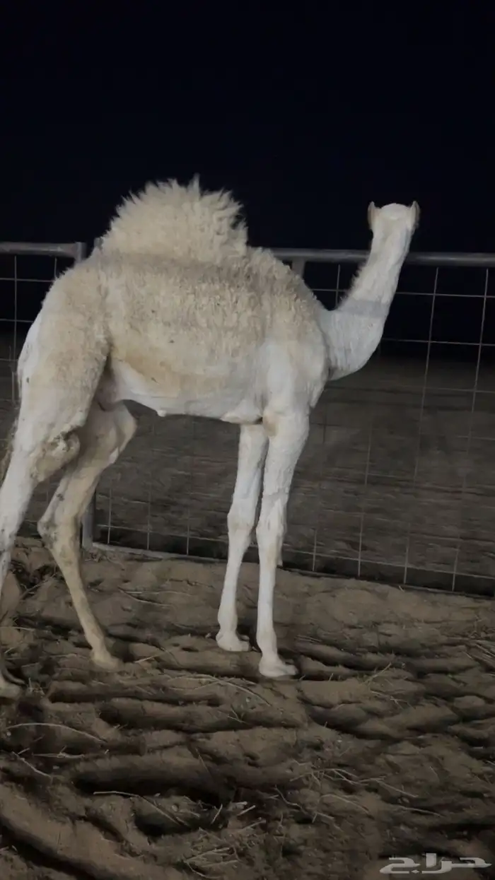 قعود قصب فاخر 0