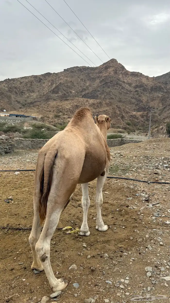 جمل بعير مشروط من جميع العذريب السن السديس 7