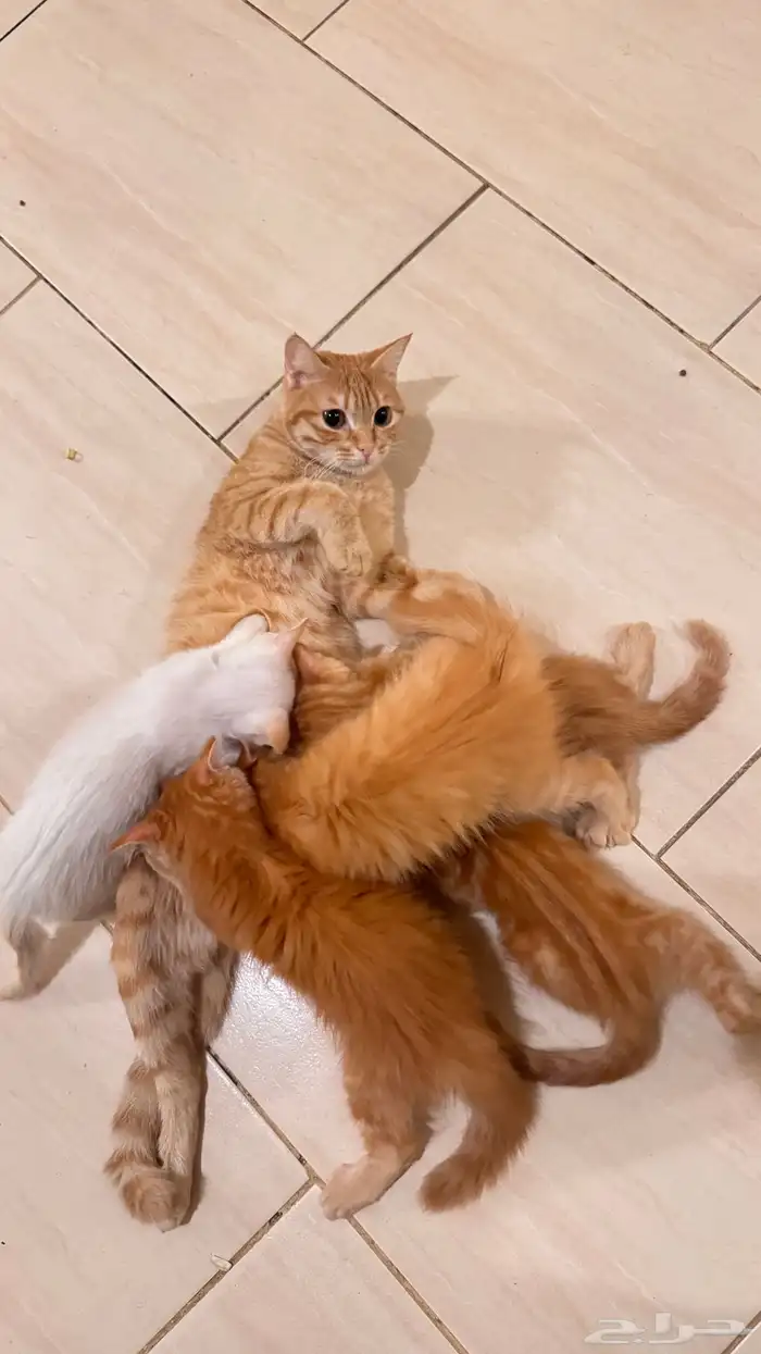 قطة وعيالها تبني 2