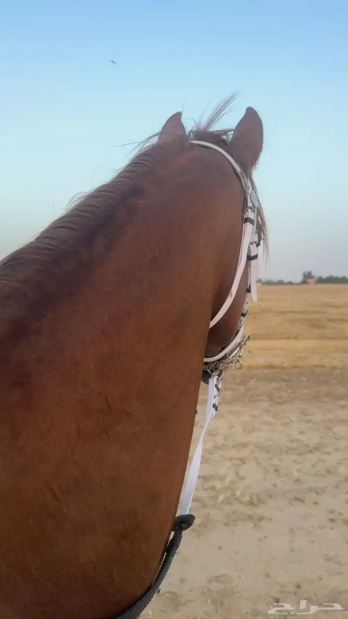 حصان شعبي طرب 4