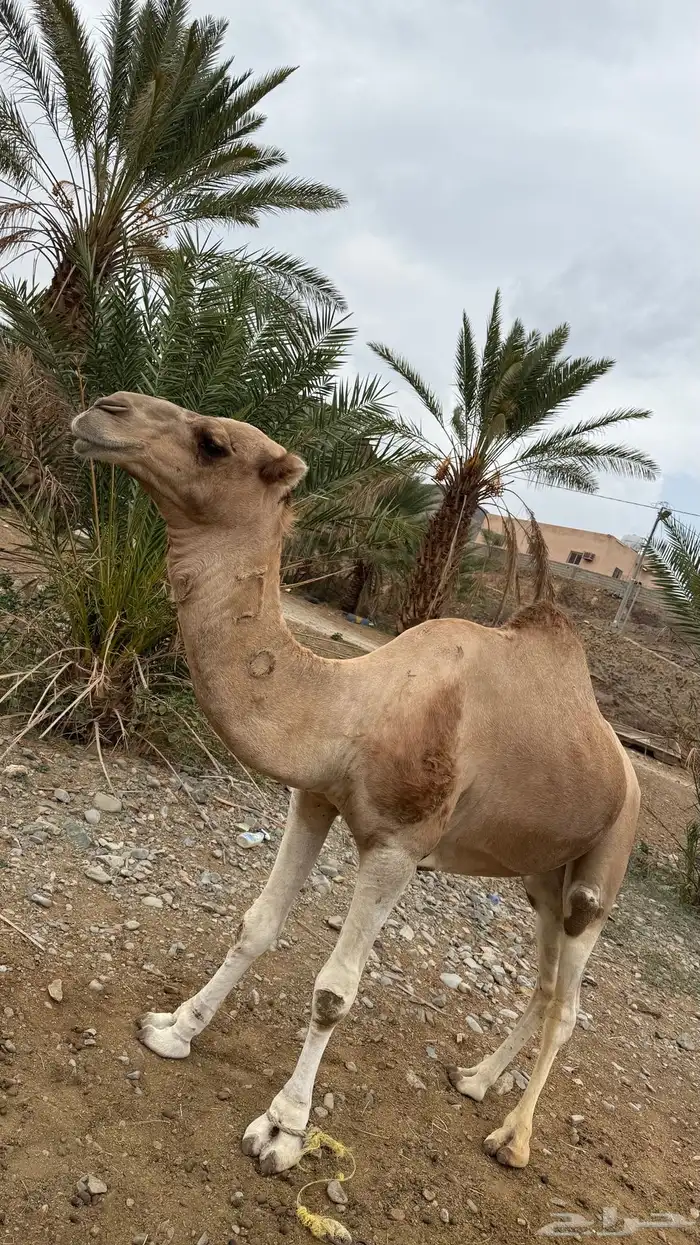 جمل بعير مشروط من جميع العذريب السن السديس 3