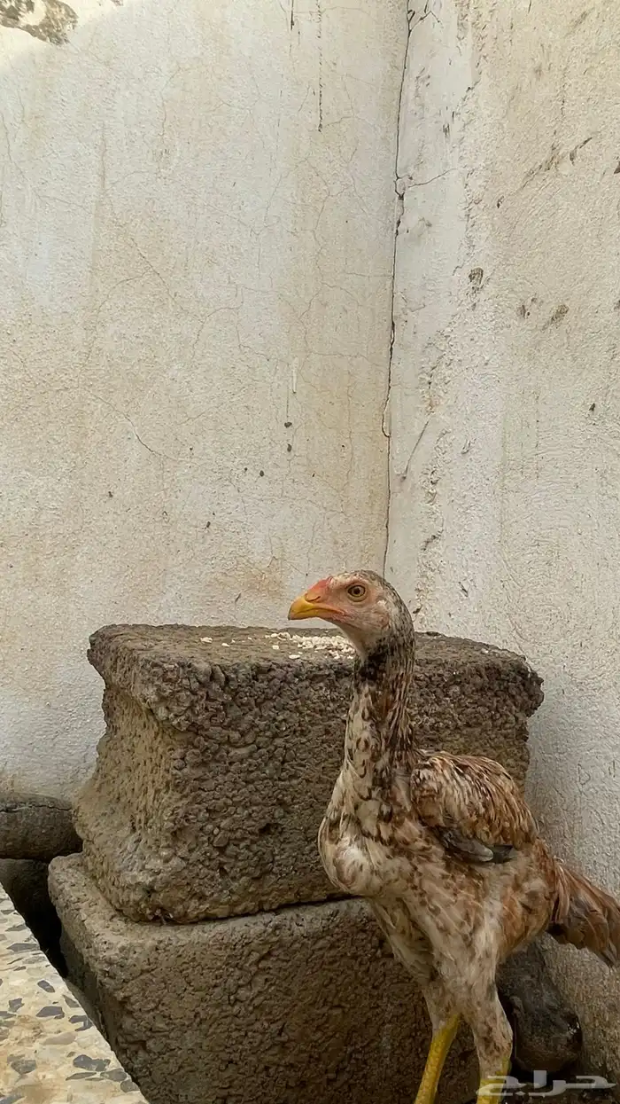فرخ سندي 0