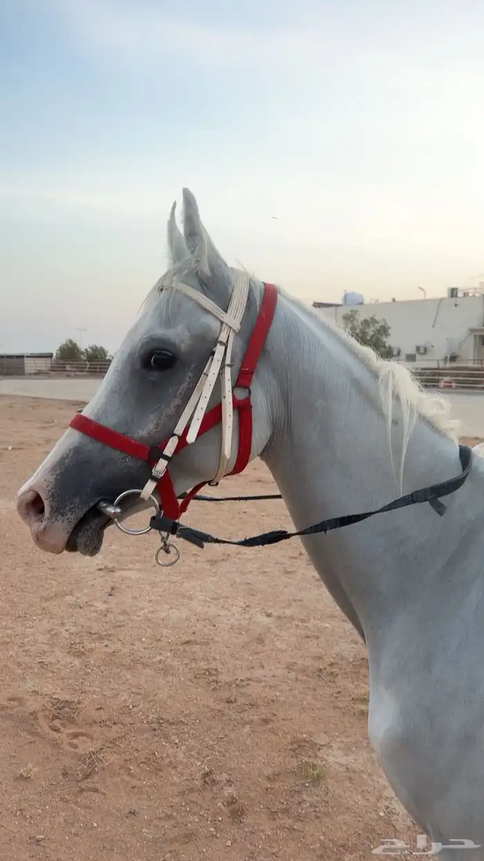 حصان 2