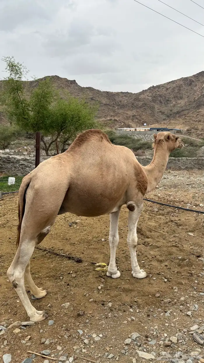جمل بعير مشروط من جميع العذريب السن السديس 2