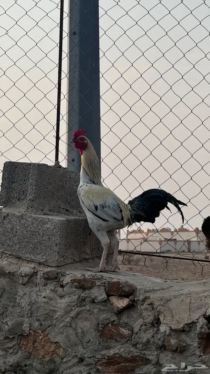 ديك مهجن الب بلدي الام بكساتي 1