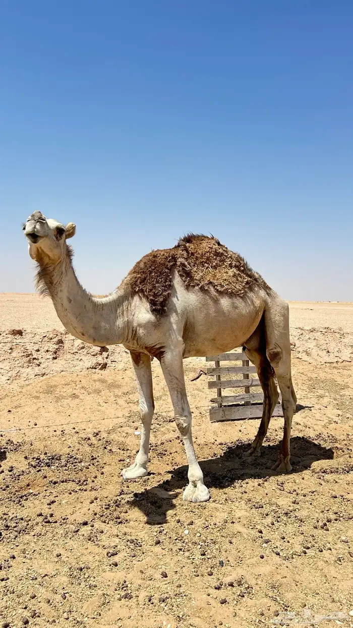 عشرا معها قعود 1