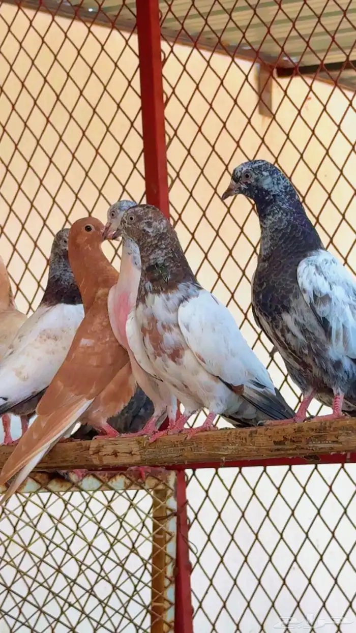 حمام باكستاني اكثر النسول 9