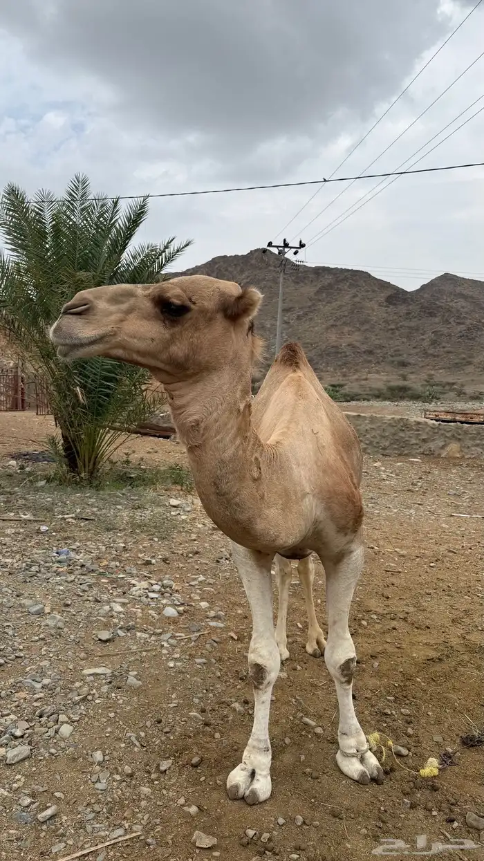 جمل بعير مشروط من جميع العذريب السن السديس 5
