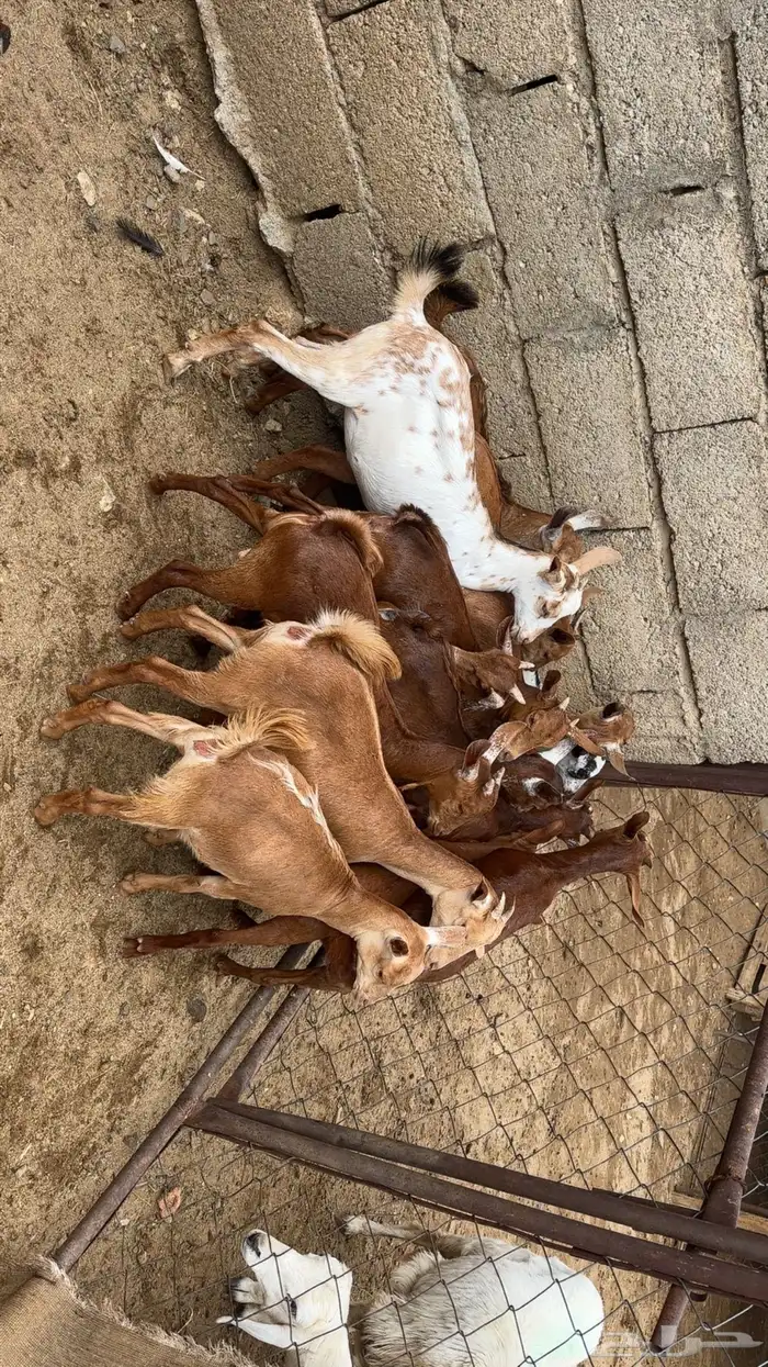 عنقان وتيوس بلديه 0