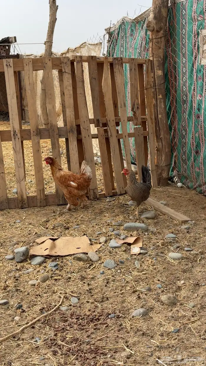 دجاج للبيع 1