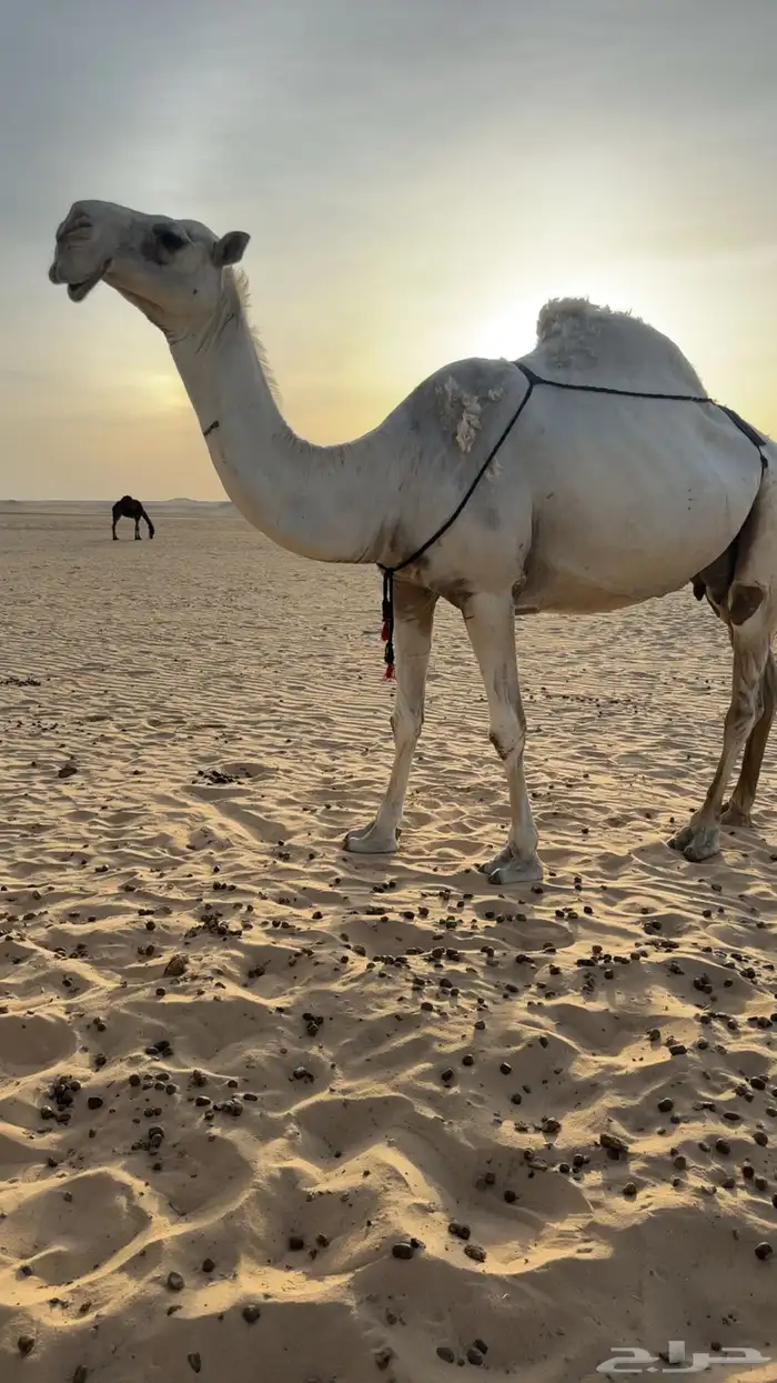 عشرا للبيع تحتها قعود ساسها من ابل مبلش البقمي 0