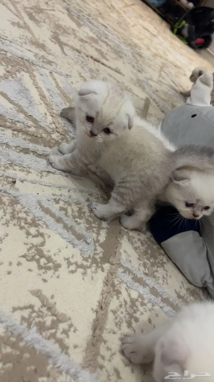 سكوتش دبل فولد شانشيلا كيتنز مع امهم للبيع .. 0