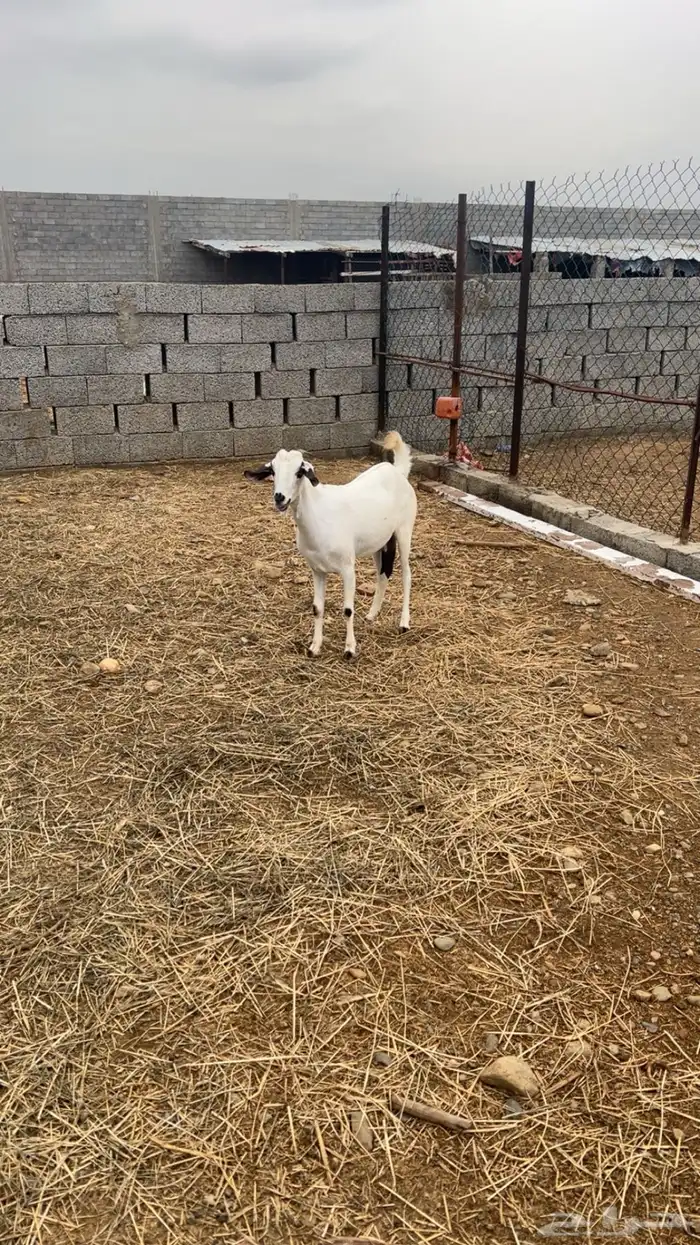 عنز للبيع 1