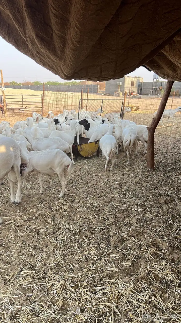 لبيع غنم رفيد. 1