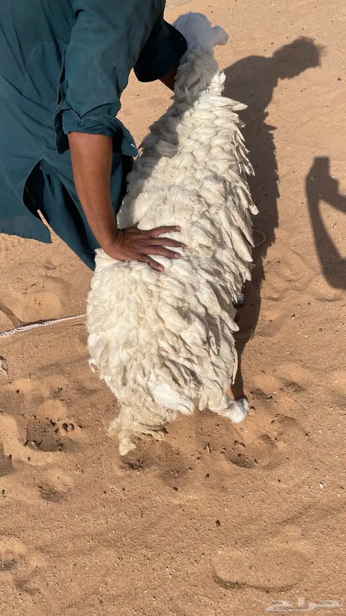 حريات حايل ومصعد 6