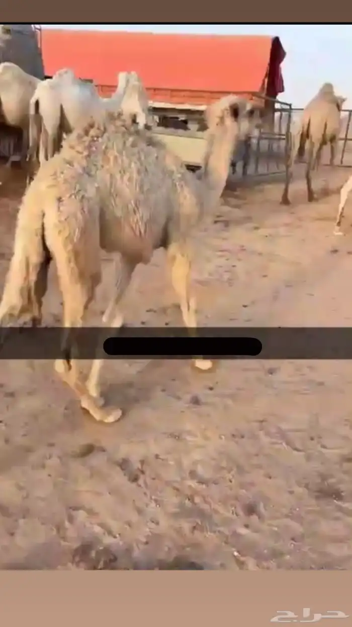 حوار تربيه عمره شهرين ونص 0