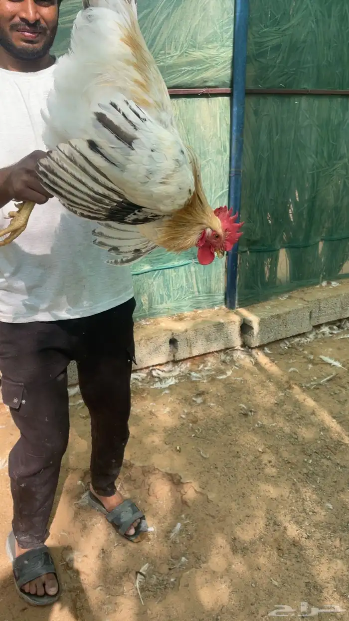 ديوك لوهمان 1