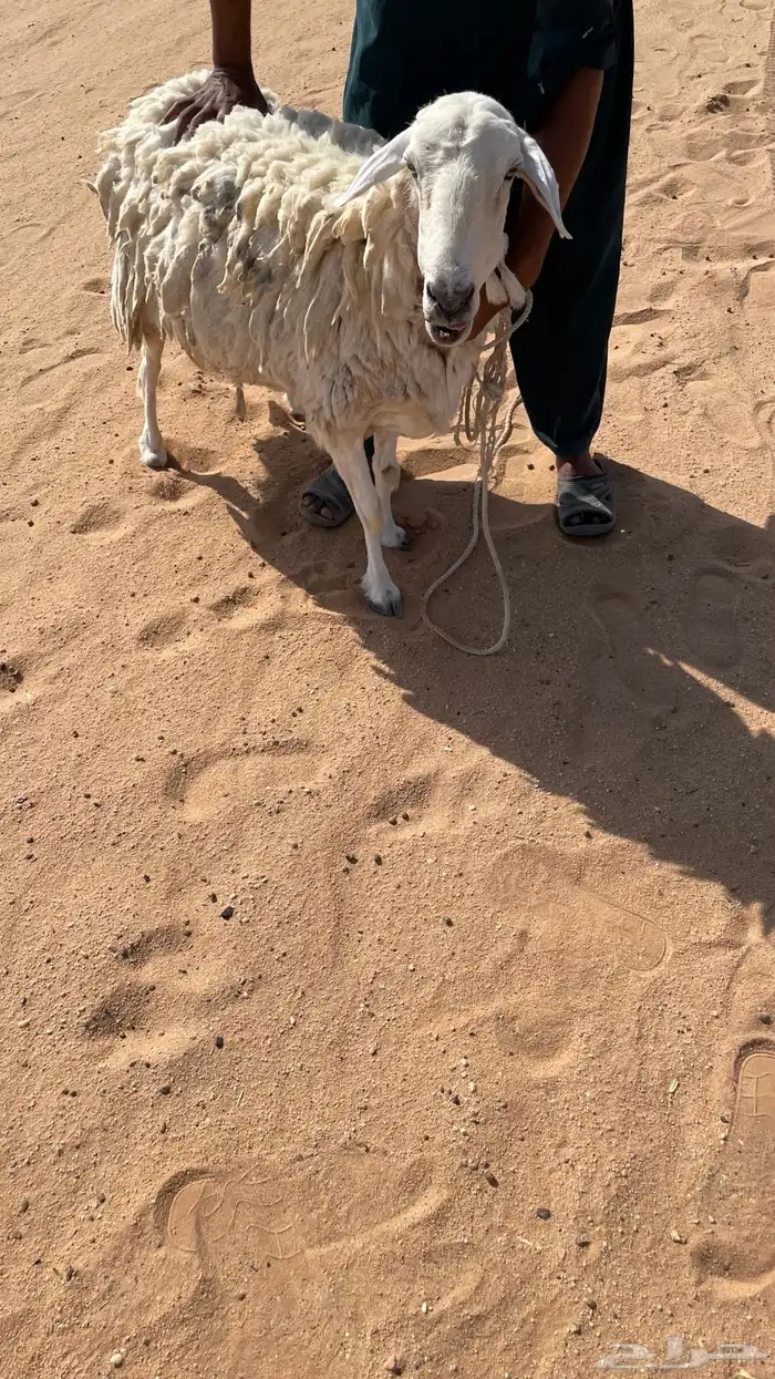 حريات حايل ومصعد 2