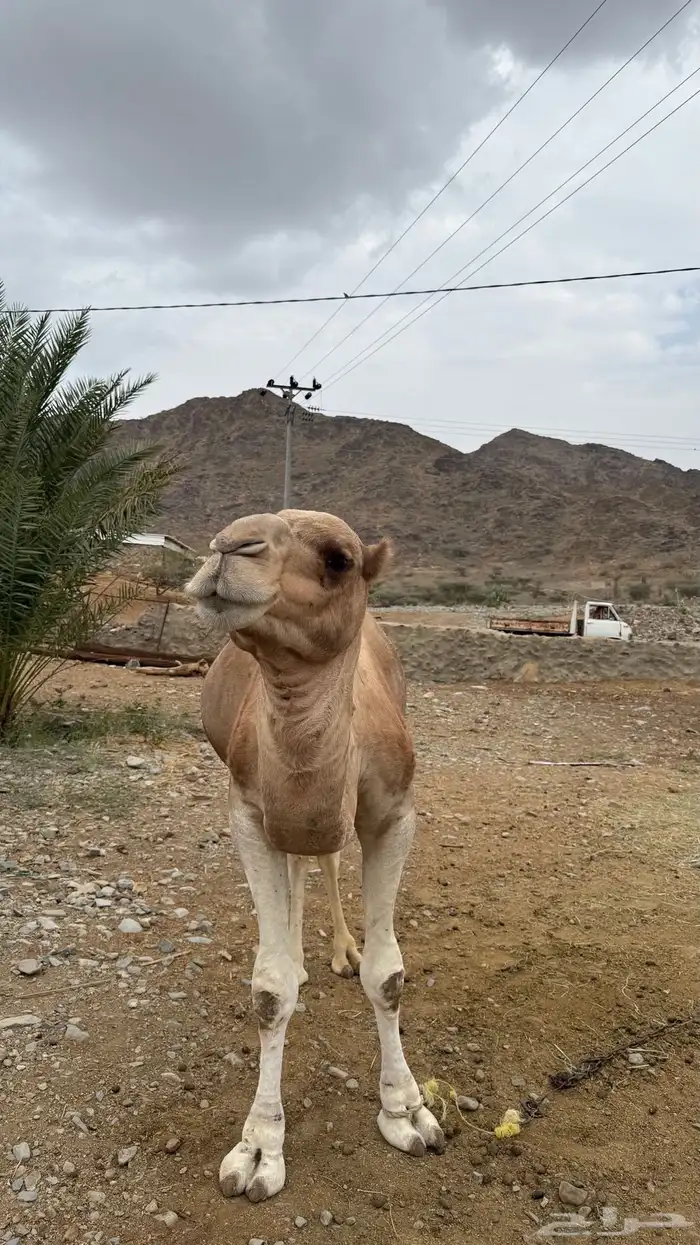 جمل بعير مشروط من جميع العذريب السن السديس 4
