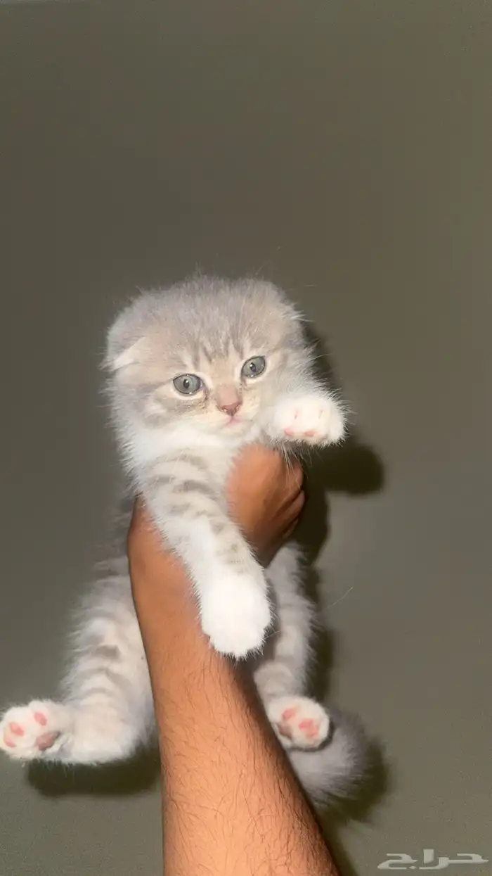 قط سكوتش فولد صغير 1