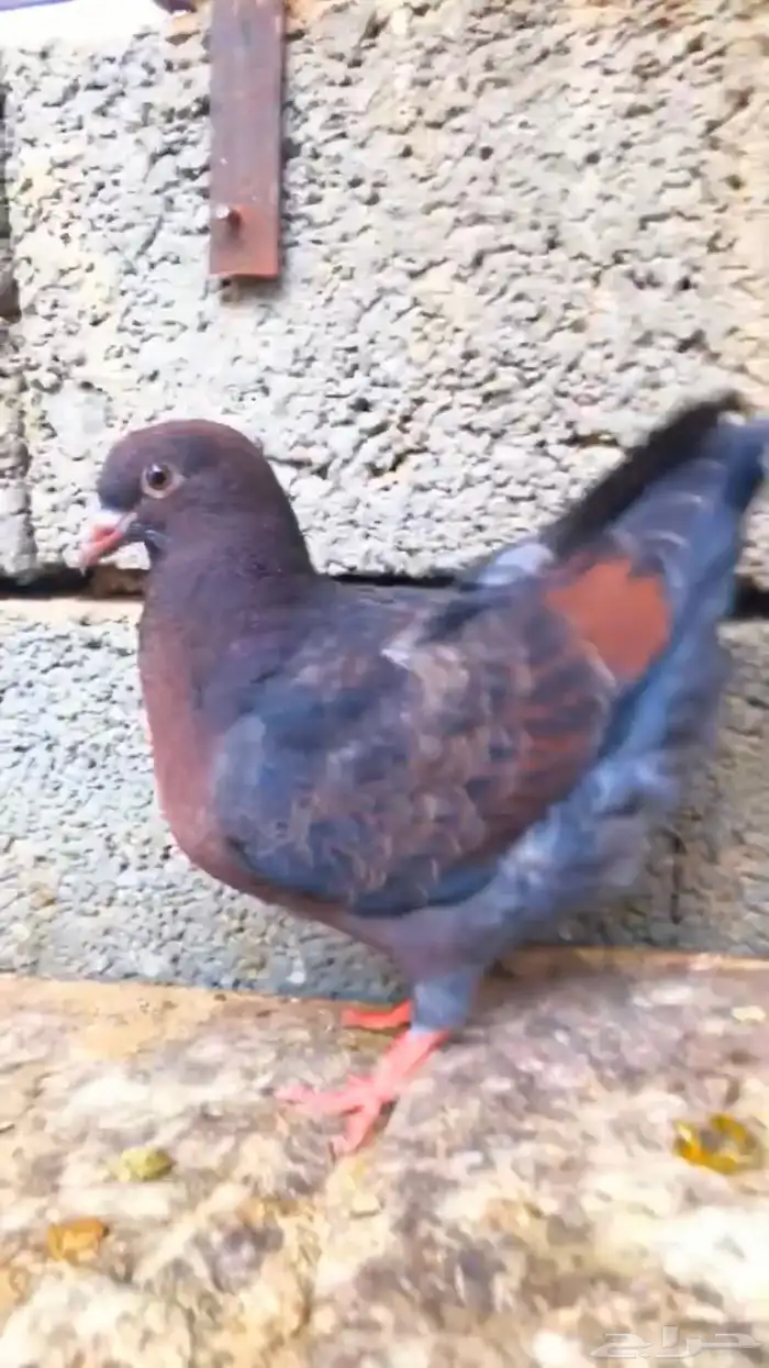 طبات كنق حجم ومستوى وسط 3
