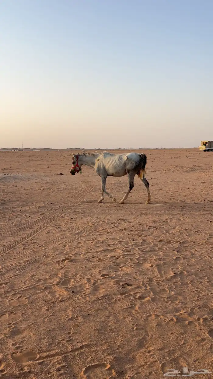للبيع الفرس وبنتها 0