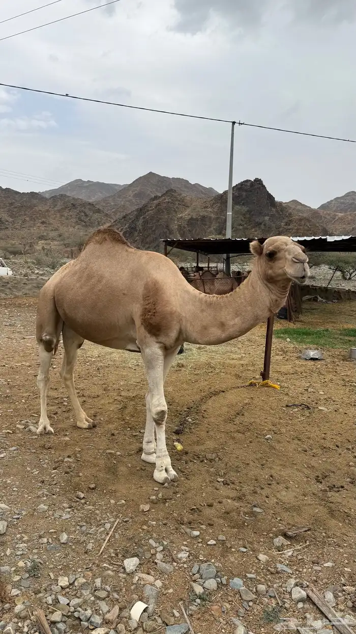 جمل بعير مشروط من جميع العذريب السن السديس 1