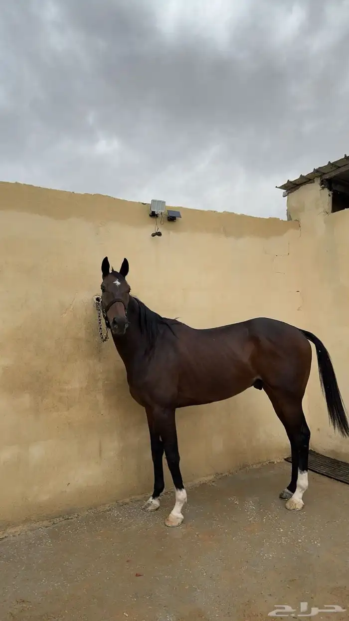 حصان انتاج خط سرعه 0