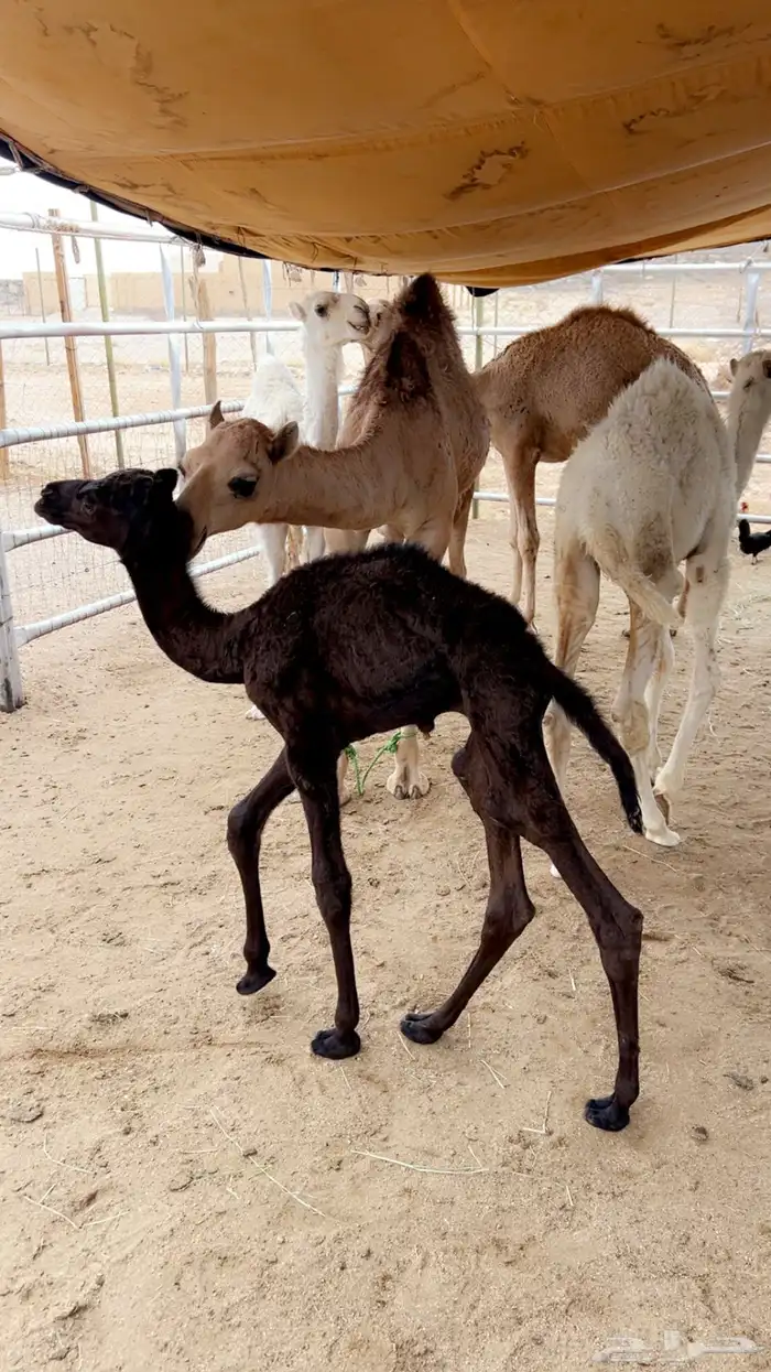 قعود ضيار عمره شهر صحته طيبه 1