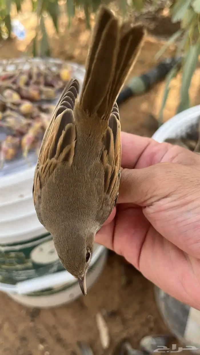 طيور للبيع 2