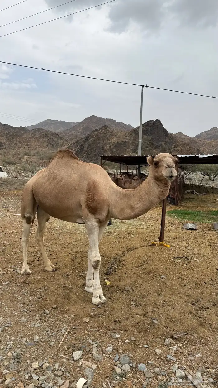 جمل بعير مشروط من جميع العذريب السن السديس 0