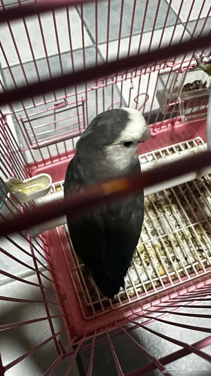 للبيع طيور روز ذكور 2