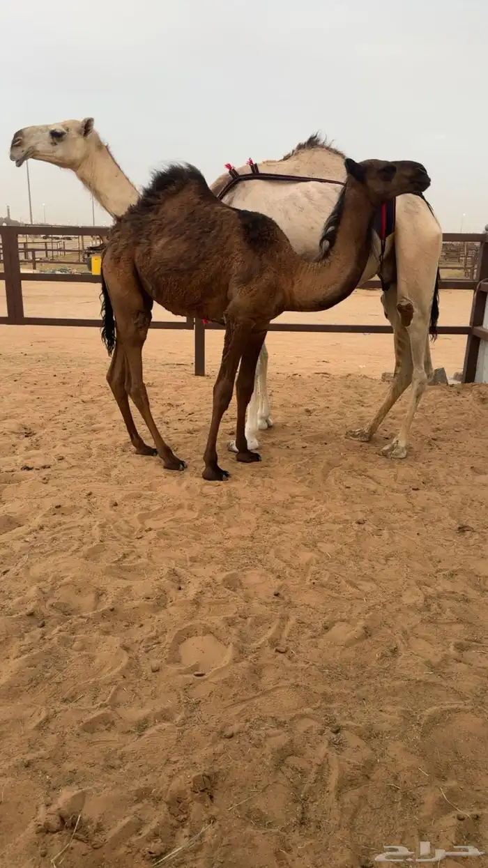عشراء شقحاء جذعه حدرها لكره صفراء 4
