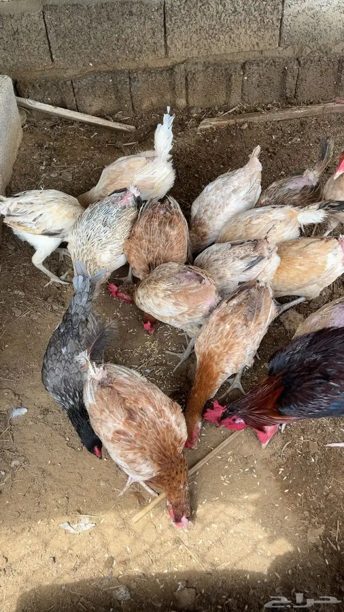 دجاج بلدي 6