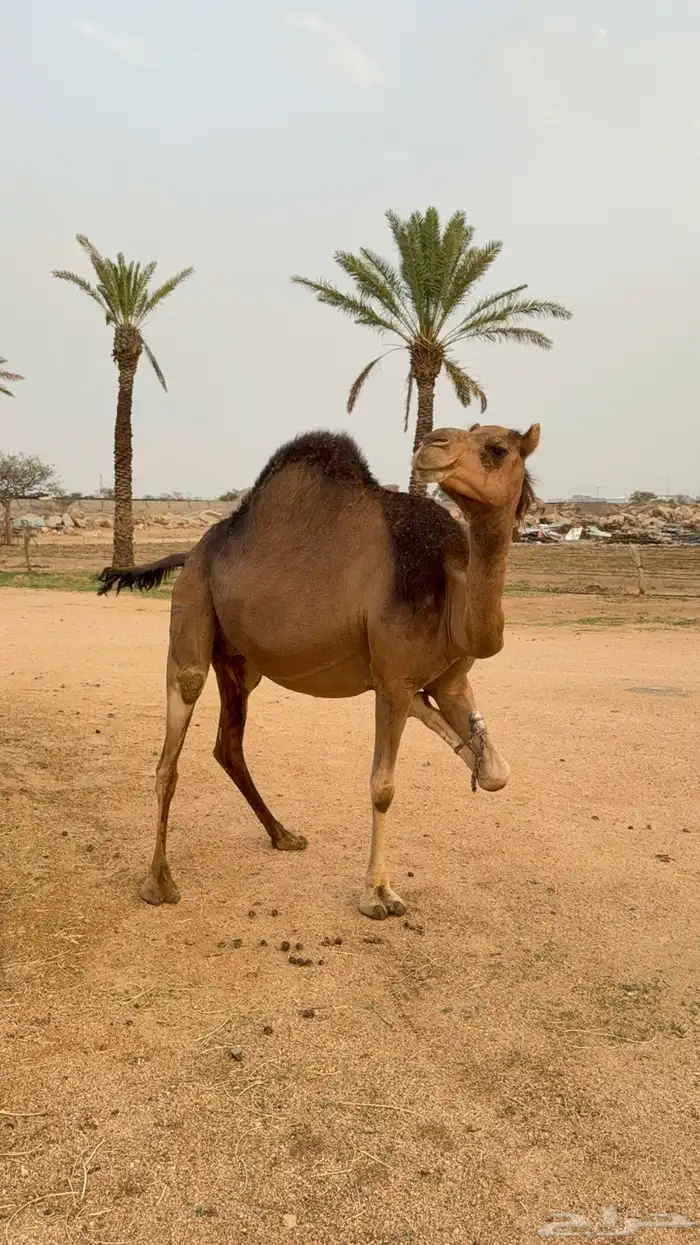 ناقة ساحليه 1