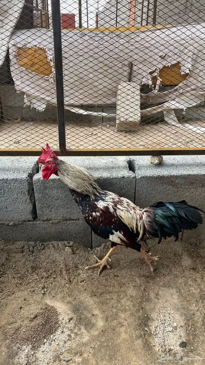 ديكين باكستاني. تم البيععع 2