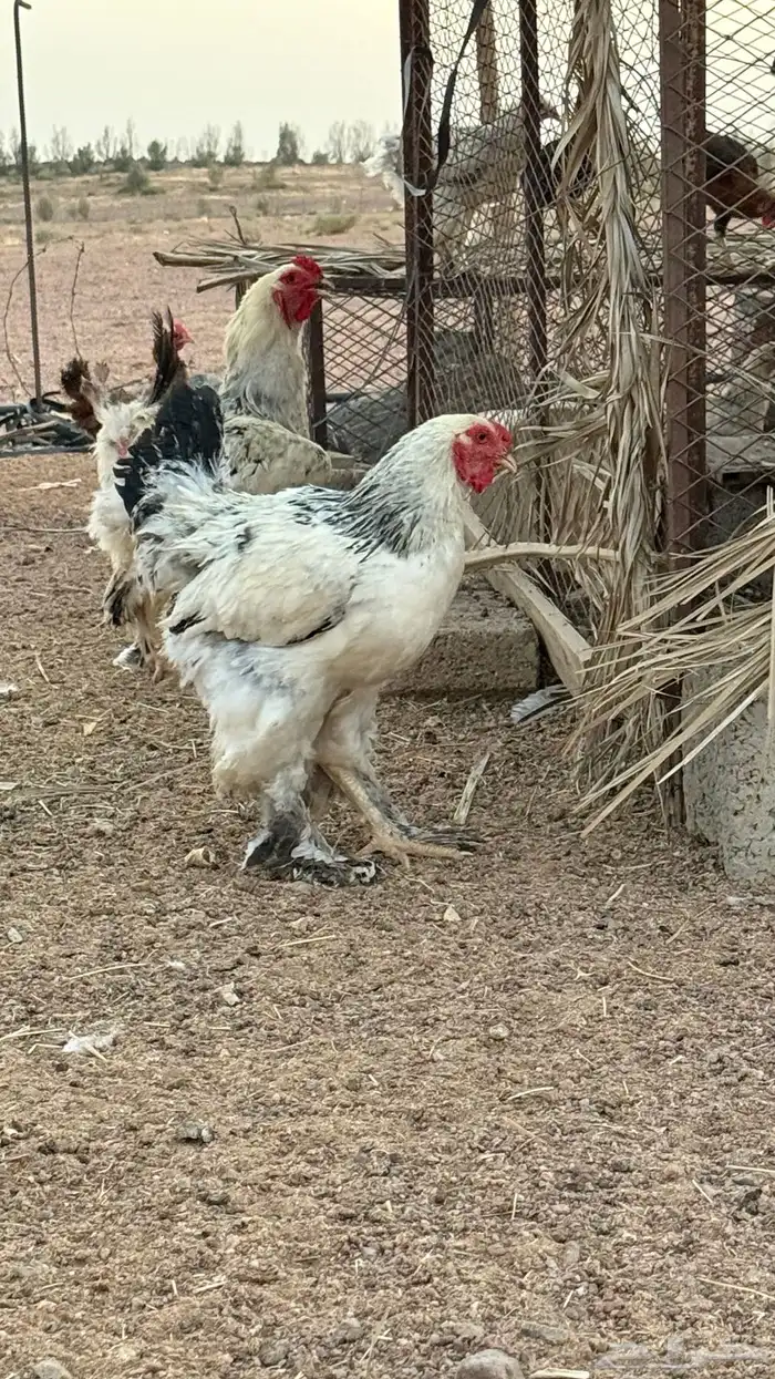 ديك براهما 4