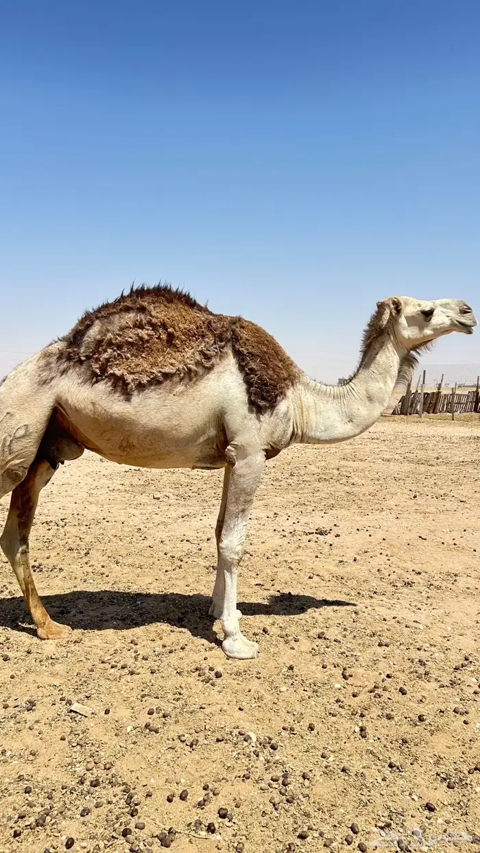 عشرا معها قعود 0