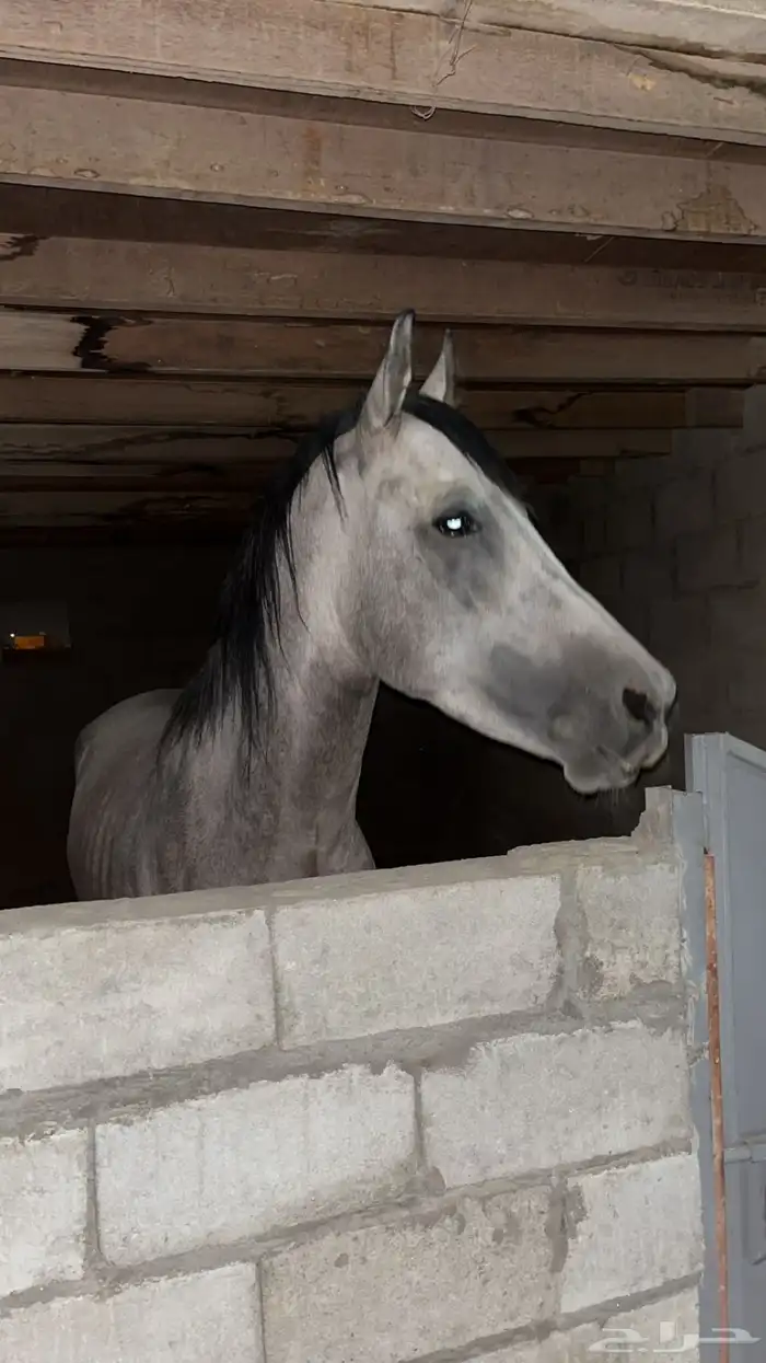 حصان شعبي 6