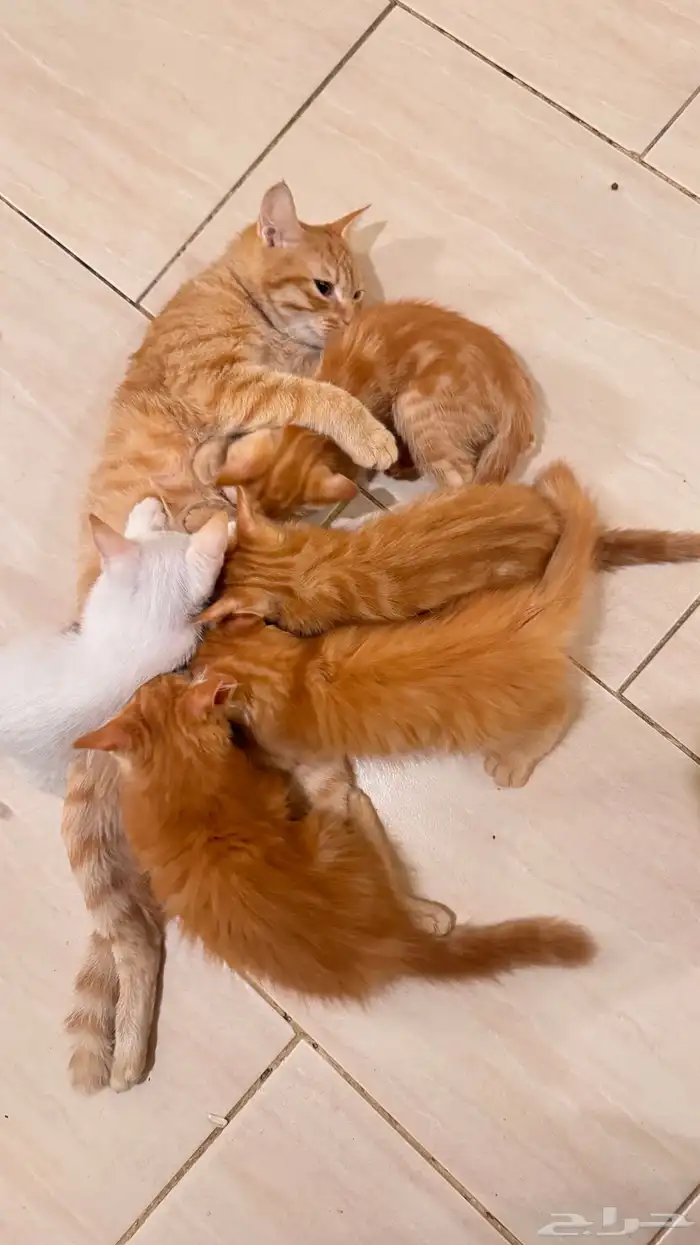 قطة وعيالها تبني 0