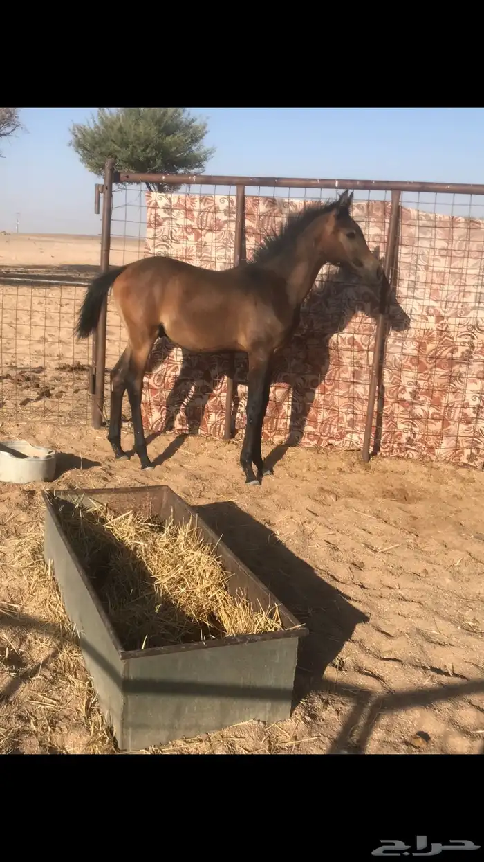 مهر 0