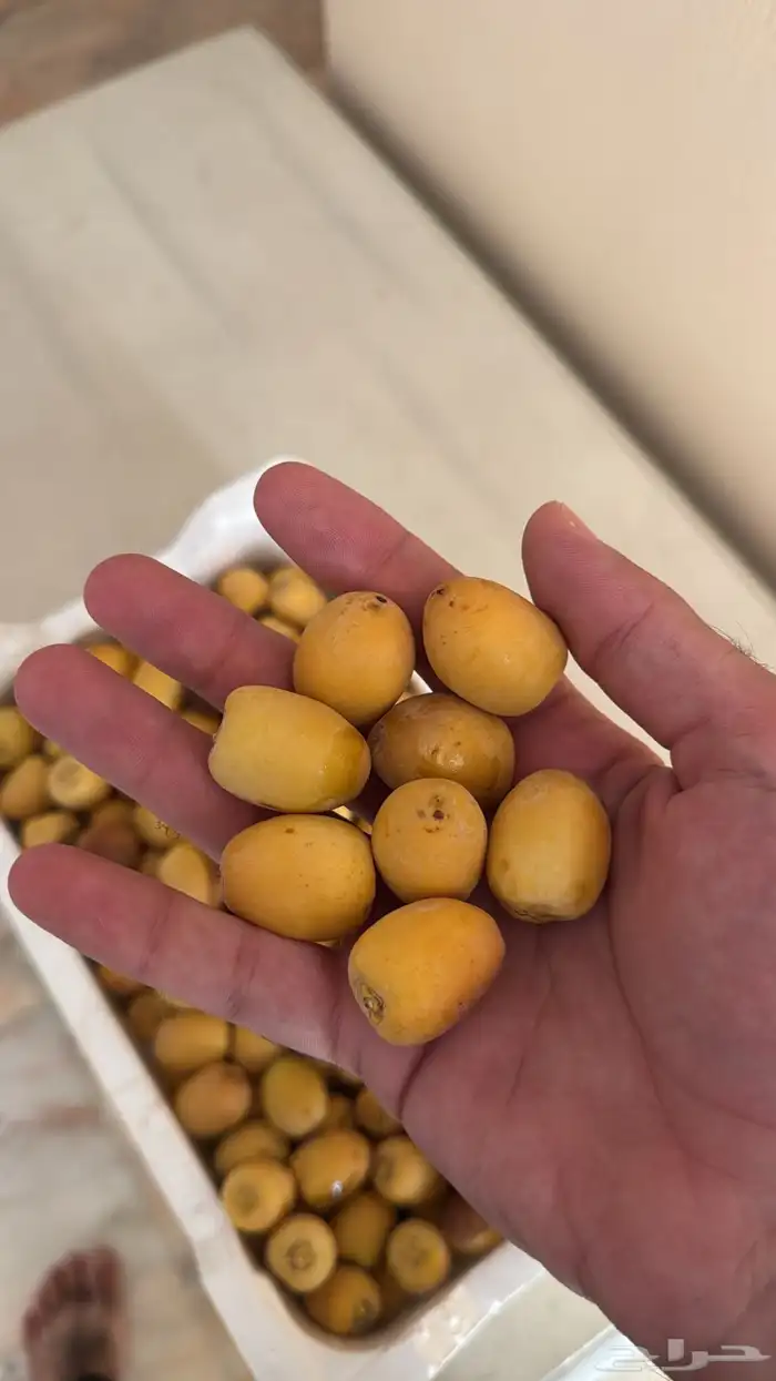 للبيع ثمر برحي من المزرعه 1